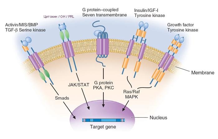 Cell signalling pathway illustration