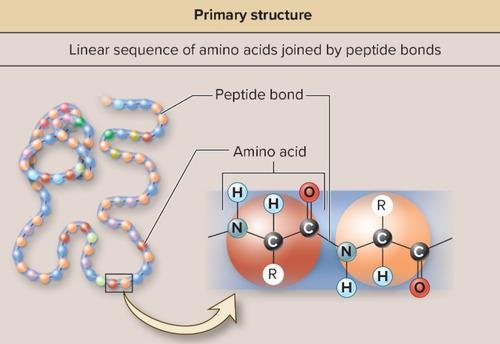 Peptide bond connecting amino acids